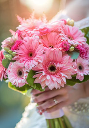 gerbera-delivery